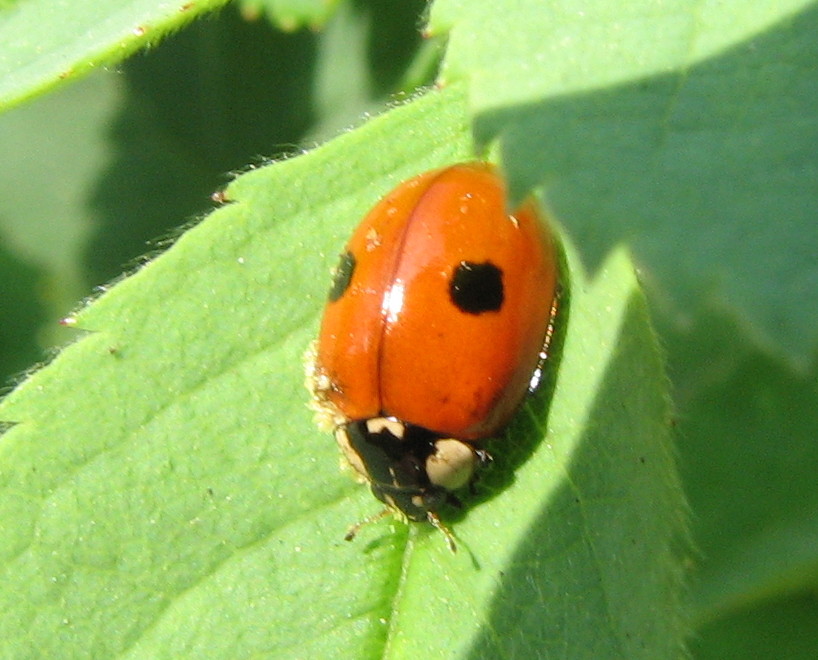 Coccinelle